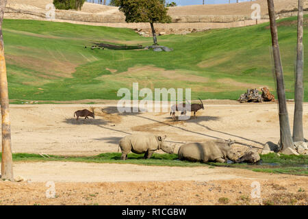 Nashorn in der afrikanischen Steppe Bereich der San Diego Zoo Safari Park, Escondido, CA, Vereinigte Staaten von Afrika Straßenbahn mit dem Bus. Stockfoto