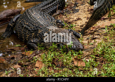 Aligator gefunden in einem Zoo in Ecuador Südamerika Stockfoto