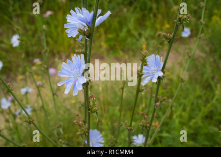 Blumen der Zichorie close up in einem Feld Stockfoto