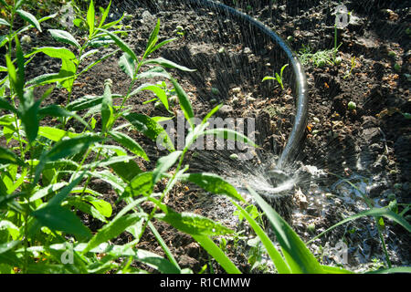 Bewässerung im Garten. Еhe Sprinkleranlagen bewässert die Pflanzen an einem sonnigen Tag. Stockfoto