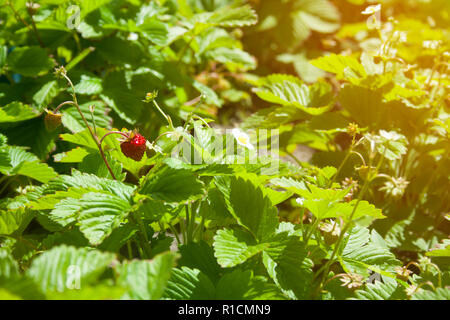 Rote beeren Erdbeeren auf Zweige an einem klaren sonnigen Tag Stockfoto