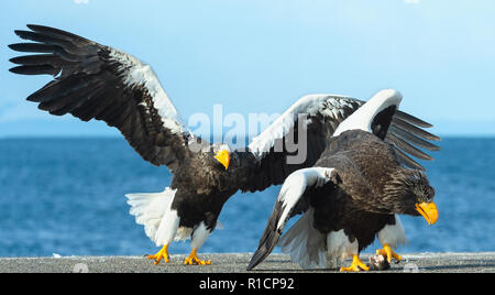 Adler im Kampf. Zwei Steller's Sea Eagle im Kampf um die Beute. Stockfoto