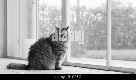 Hypoallergen Kitten von Viehbestand, langhaarigen Katze outdoor. Sibirischen reinrassigen Stockfoto