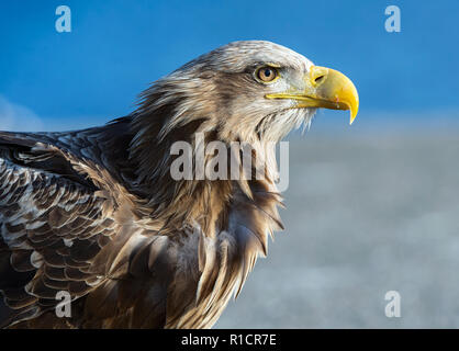 Closeup Portrait von Seeadler. Wissenschaftlicher Name: Haliaeetus albcilla. Stockfoto
