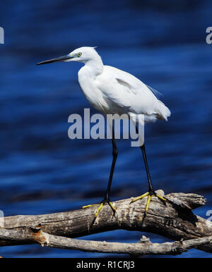 Seidenreiher thront auf Zweig Stockfoto