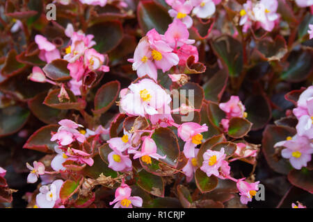 Viele schöne Begonien Blumen hautnah. Rosa und gelben Farben Stockfoto