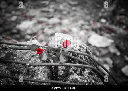 Auschwitz II Birkenau, Nazi Konzentrations- und Vernichtungslager. Rote Rosen neben bleibt der Gaskammer und krematorium Backofen in Auschwitz II Birk Stockfoto