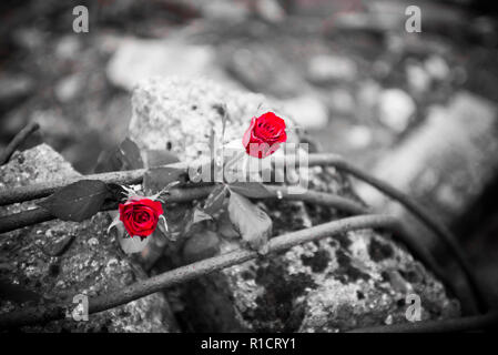 Auschwitz II Birkenau, Nazi Konzentrations- und Vernichtungslager. Rote Rosen neben bleibt der Gaskammer und krematorium Backofen in Auschwitz II Birk Stockfoto