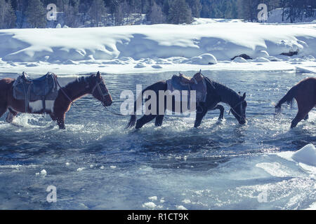 Pferde Kreuz der stürmischen mountain river im Winter. Stockfoto