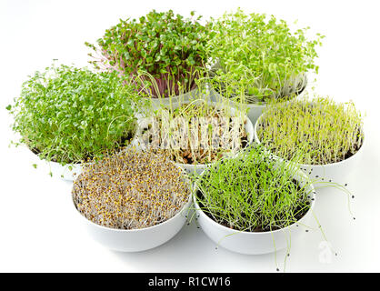 Sprossen in weißen Schalen. Sieben sprießen microgreens. Triebe von Luzerne, Chinakohl, Knoblauch, Kohl, Linsen und Radieschen in Topferde umsetzen. Stockfoto