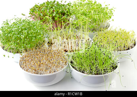 Verschiedene Sprossen in weißen Schalen. Keimen microgreens. Triebe von Luzerne, Chinakohl, Knoblauch, Kohl, Linsen und Radieschen in Topferde umsetzen. Stockfoto