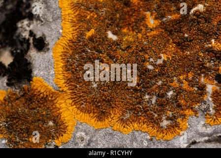 Ein Fragment eines alten grauen Wand und Flecken von Moss. Hintergrund von einem alten Stück Wand. Konkrete Fragment mit Pilz als Hintergrund te abgedeckt Stockfoto