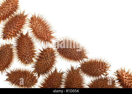 Trockene Xanthium strumarium auf weißem Hintergrund hat medizinische Eigenschaften mit Kopie Platz für Ihren Text. Ansicht von oben. Flach Muster. Stockfoto