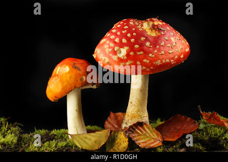 Fly agaric Pilze in Moos und blattsänfte vor einem schwarzen Hintergrund wachsenden Stockfoto