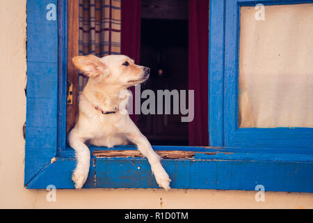 Niedlichen Hund suchen außerhalb des Fensters an einem sonnigen Tag Stockfoto