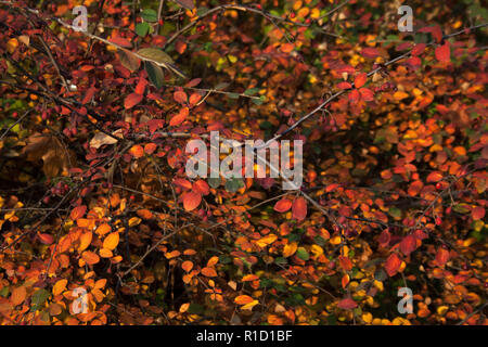 Strauch Zweig mit hellen orange, gelbe und rote Blätter und kleine Beeren im Park auf Herbst Tag Stockfoto