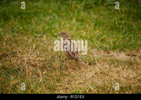 Ein junger Spatz auf dem Boden Stockfoto