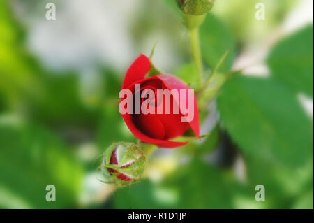 Ungeöffnete Blüte Nahaufnahme. Farbenfrohe bud. Rote Rose Knospe wächst auf einem Busch mit dem Grün im Hintergrund. Stockfoto