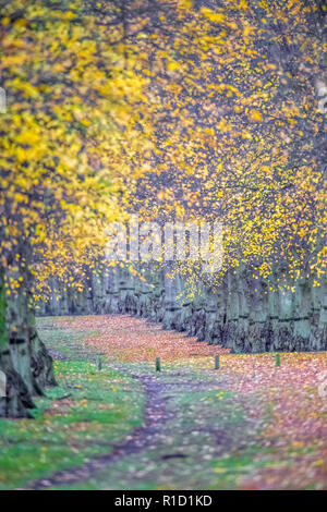 Eine Allee von Linden. Stockfoto