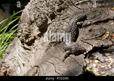 Die Schindel zurück lizard Hiding in plain Sight ist es die natürliche Tarnung verwendet, um sich vor seinen Feinden zu schützen. Stockfoto