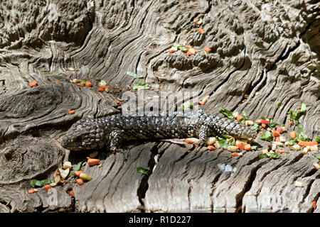 Die Schindel zurück lizard Hiding in plain Sight ist es die natürliche Tarnung verwendet, um sich vor seinen Feinden zu schützen. Stockfoto