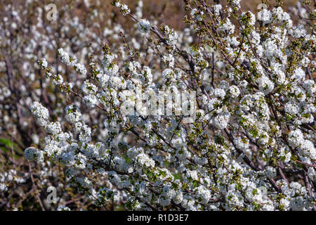 Valle del Jerte, die Kirschbäume in voller Blüte, in der Provinz Cáceres, Extremadura, Stockfoto