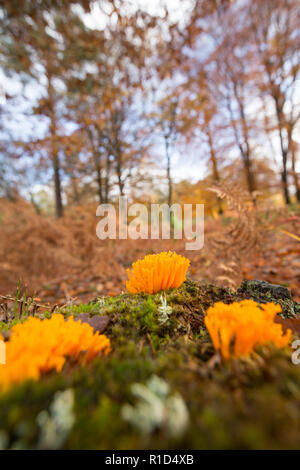 Gelbe stagshorn Pilze, Calocera viscosa, wächst auf einem morschen Baumstumpf im New Forest in Hampshire England UK GB Stockfoto