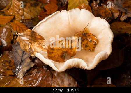 Buche Blätter, Fagus sylvatica, im November, die auf einen Fliegenpilz in Sommergrünen Wald gefallen sind. New Forest Hampshire England UK GB Stockfoto