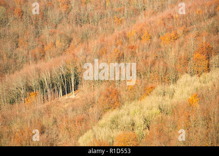 Farben des Herbstes im November zeigen in diesem Holz zum großen Teil bestehend aus Buche, Fagus sylvatica, wächst an Pisten in North Dorset England UK GB Stockfoto