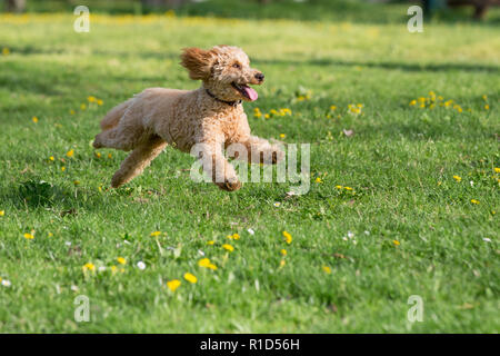 Junge Pudel laufen und springen freudig auf einer Wiese. Apricot Pudel im Frühjahr spielen auf der Blumenwiese, Wien, Österreich Stockfoto