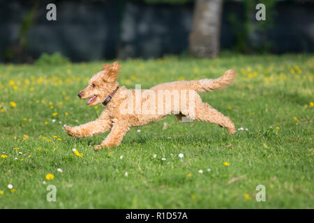 Junge Pudel laufen und springen freudig auf einer Wiese. Apricot Pudel im Frühjahr spielen auf der Blumenwiese, Wien, Österreich Stockfoto