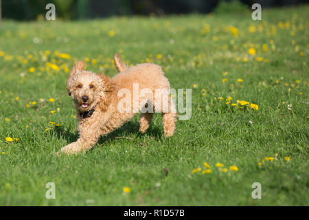 Junge Pudel laufen und springen freudig auf einer Wiese. Apricot Pudel im Frühjahr spielen auf der Blumenwiese, Wien, Österreich Stockfoto