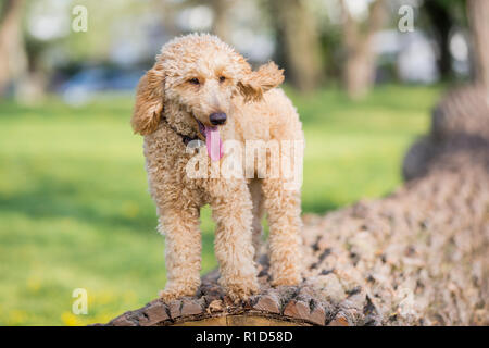 Junge apricot Pudel portrait. Aufmerksamen jungen sechs Monate alten Pudel Hund auf einem Baumstamm im Frühjahr, Wien, Österreich Stockfoto