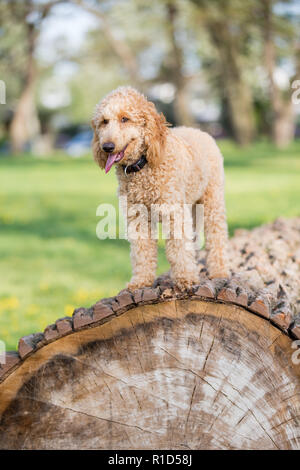 Junge apricot Pudel portrait. Aufmerksamen jungen sechs Monate alten Pudel Hund auf einem Baumstamm im Frühjahr, Wien, Österreich Stockfoto