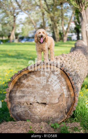 Junge apricot Pudel portrait. Aufmerksamen jungen sechs Monate alten Pudel Hund auf einem Baumstamm im Frühjahr, Wien, Österreich Stockfoto