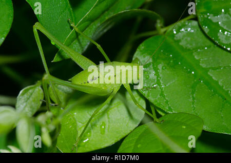 Round-headed, Katydid Amblycorypha sp., männliche Nymphe Stockfoto