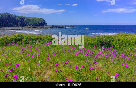 Blick über wilde Blumen auf einem Abschnitt der Kiama zu gerringong an der Küste zu Fuß hervorragend für die einheimische Tierwelt und Whale Watching NSW, Australien. Stockfoto