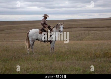 Cowhands im Feld in South Dakota Stockfoto