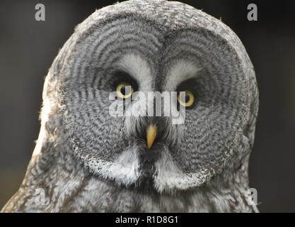 Nahaufnahme Porträt einer Bartkauz (Strix Nebulosa), dem weltweit größten Eulenarten der Welt. Stockfoto