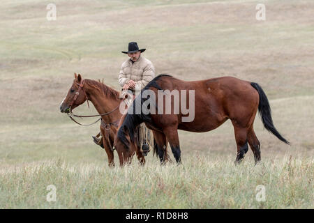 Cowhands im Feld in South Dakota Stockfoto