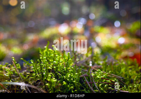 Hintergrundbeleuchtung Farn Sprößlinge in den Pinienwald auf einem sonnigen Herbsttag. Unscharfer Hintergrund. Stockfoto