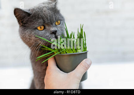 Britisch Kurzhaar Katze er nützliche Vitamin-reiche Gras in einem Topf aus einer Pet Shop isst. auf grauem Hintergrund Stockfoto