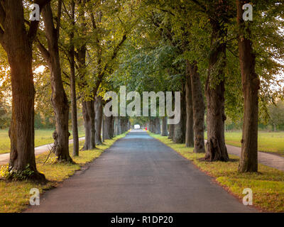 Bild der Allee mit Bäumen und leere Straße im Herbst in Augsburg, Deutschland Stockfoto