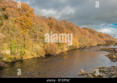 In den späten Herbst Farben am Nachmittag, Sonnenschein auf der bewaldeten Ufer des Flusses Tees in Whorlton, Teesdale Stockfoto