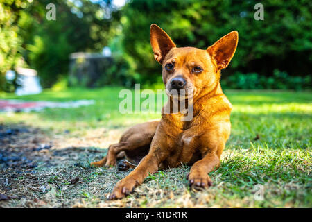 Schöne pomeranian Welpen Hund auf dem Gras isoliert Stockfoto