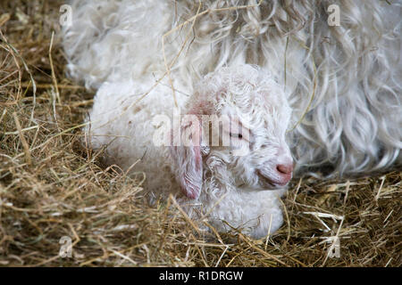 Ein schlafes, Baby Angora Ziegenkind auf einer Farm in East Sussex Stockfoto
