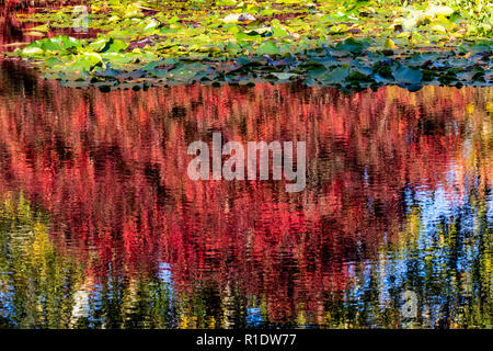 Bunte Herbst Überlegungen in einem See, an der RHS Rosemoor, Great Torrington, Devon, England. Stockfoto