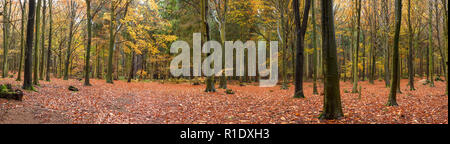 Panoramablick auf die Wälder im Herbst mit schönen, goldenen Farbe verlässt. Strand Bäume in einem dichten Wald. Stockfoto