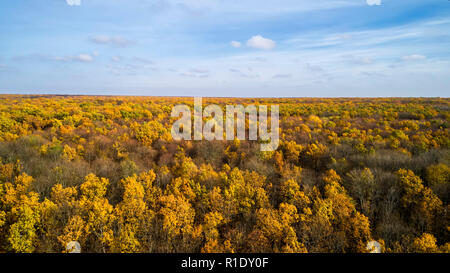 Luftaufnahme eines Herbst Wald bei Sonnenuntergang. Fantastische Landschaft mit Bäumen mit rot und orange Blätter in einem Tag Stockfoto