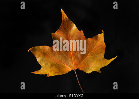 Herbstliche Plane Tree leaf gegen Schwarze isoliert Stockfoto